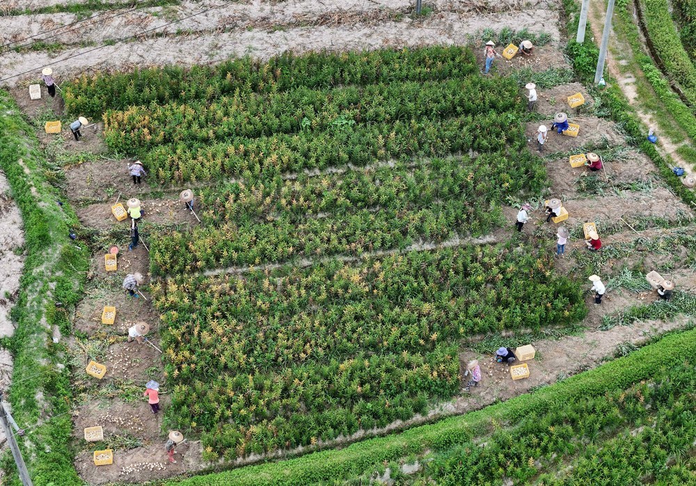 百合、产业、农业、农民、种植业