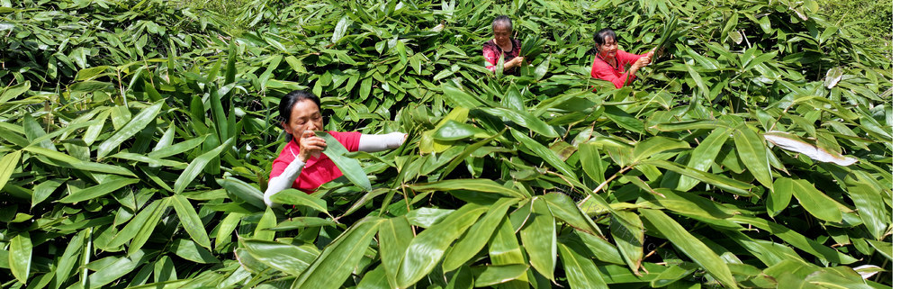 湖南桂东 中国粽叶之乡 村民 增收致富 粽叶
