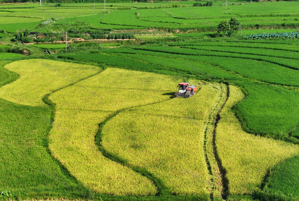 双抢 早稻 收割 晚稻 插秧