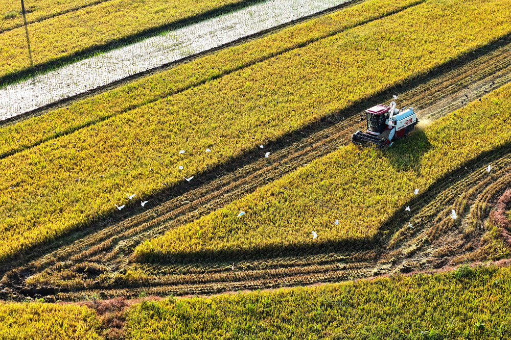 生态  环境 白鹭 八哥  稻田  乡村  丰收