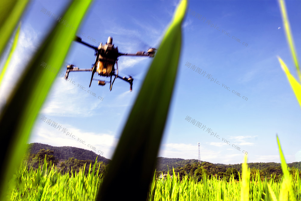 杂交稻   制种    920    喷施   赶花粉