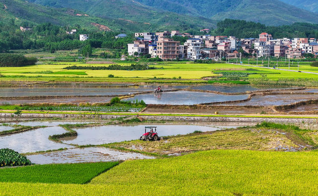 双抢  农机  耕田  水稻  粮食