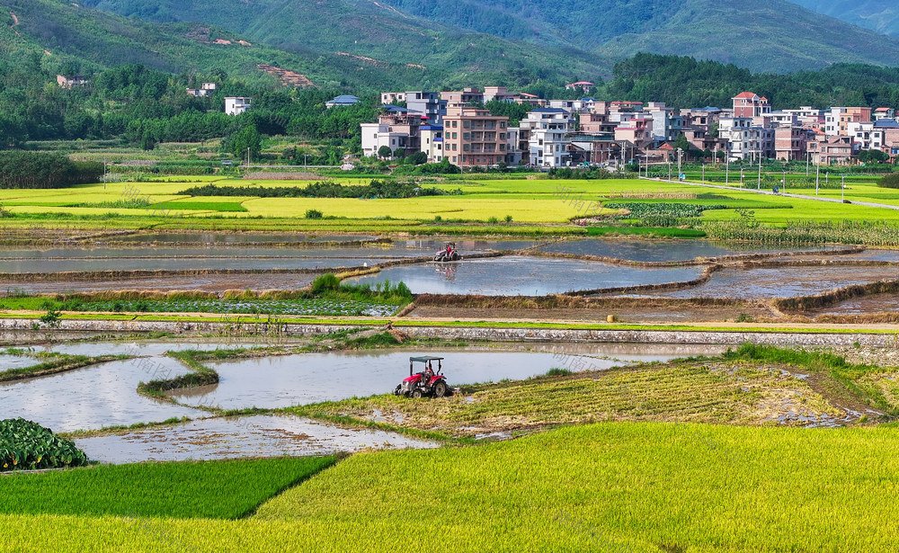 双抢  农机  耕田  水稻  粮食