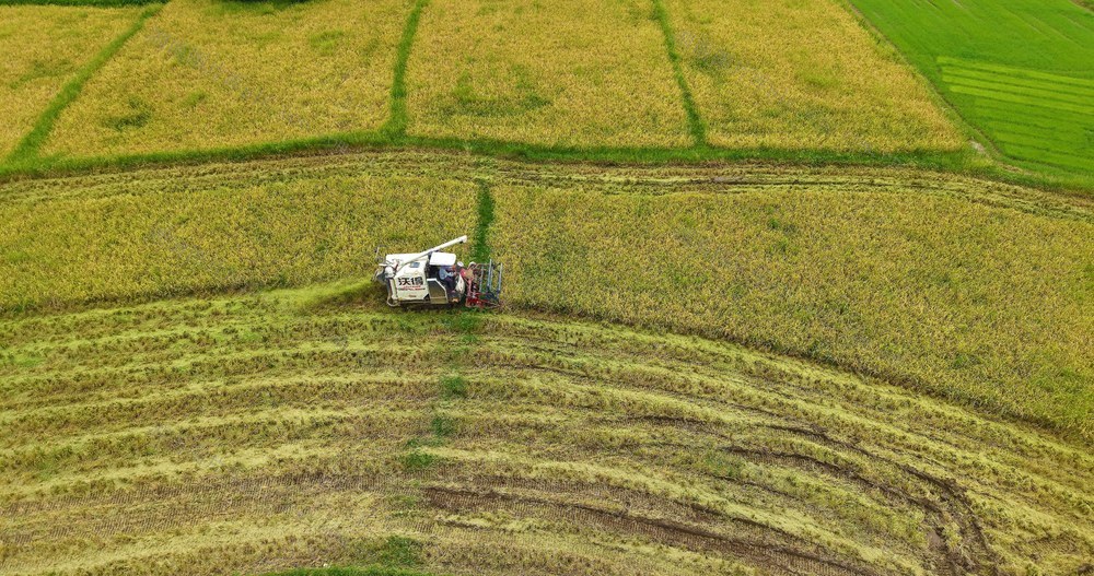早稻  收割  丰收  稻田  农民