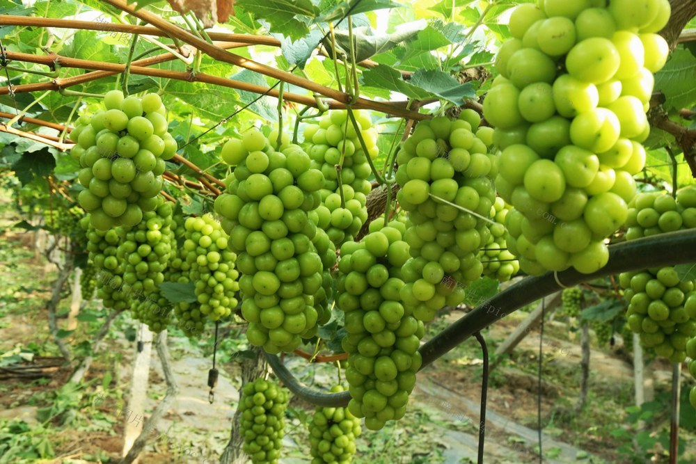 高碧村  彭和平  葡萄 采摘