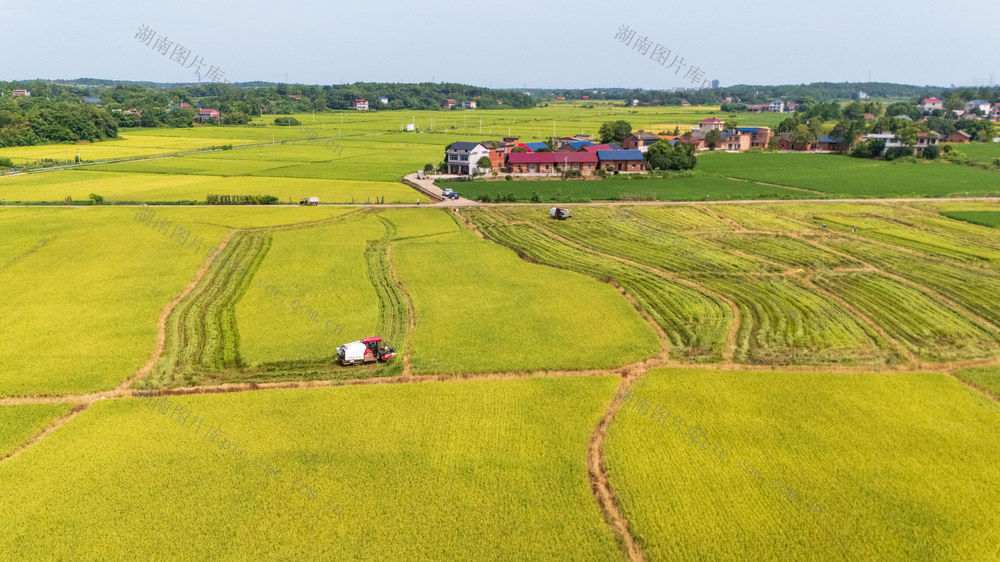 农业 早稻 粮食丰收 双抢 高标准农田 现代化农业