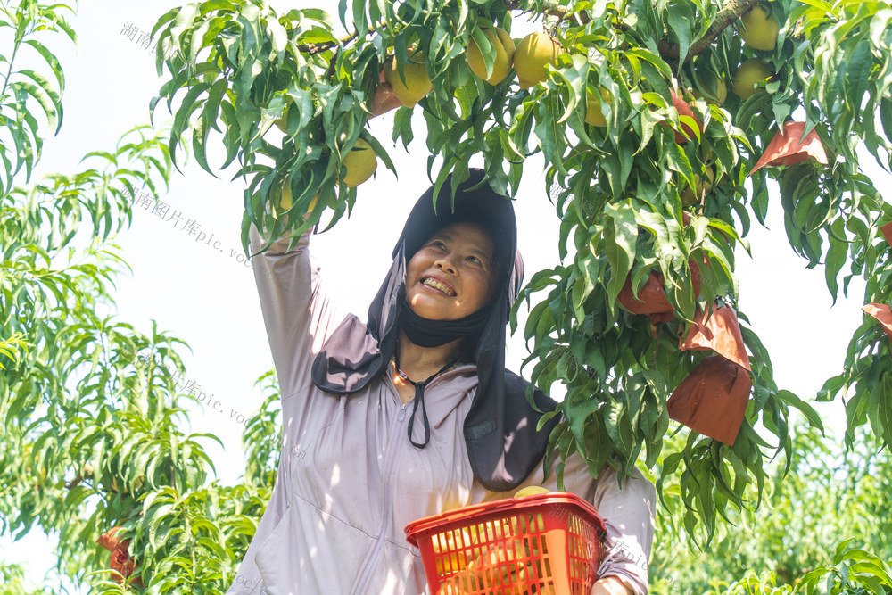 农业 水果 黄桃丰收 特色产业