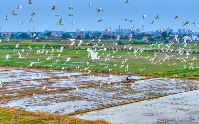 洞庭沃野白鹭飞
