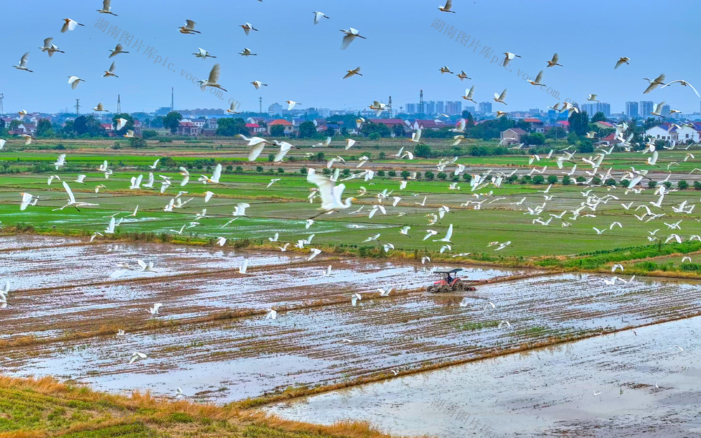 洞庭沃野白鹭飞