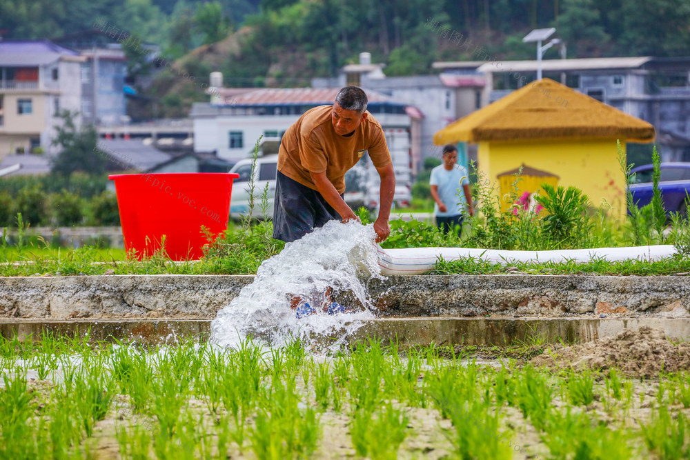 湖南，龙山，旱情，抗旱，水稻，收成