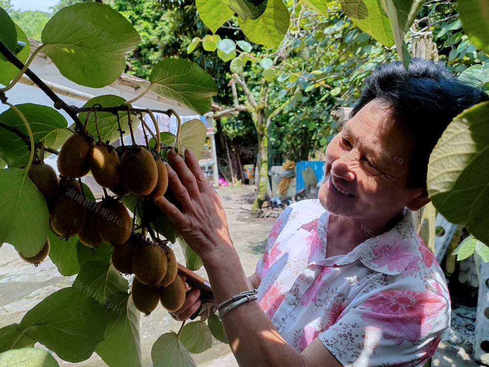 湖南桂东 夏 果园 猕猴桃