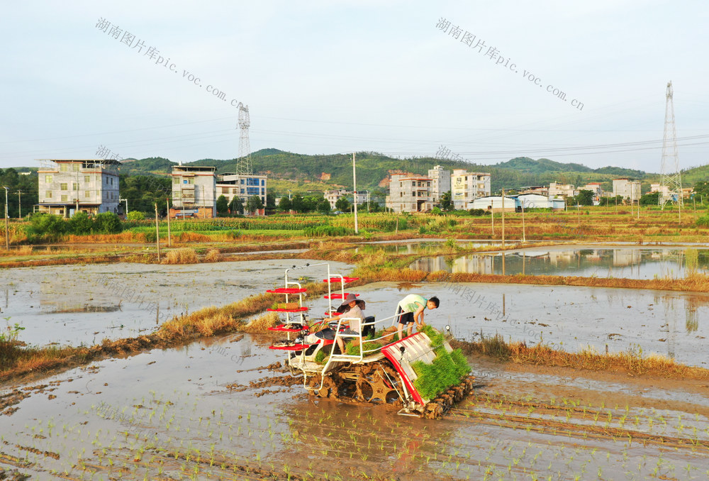 嘉禾：盛夏“双抢”忙