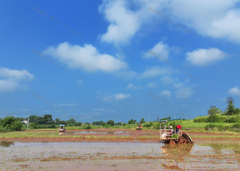 镉低积累 水稻 插秧 西子3号 臻两优8612