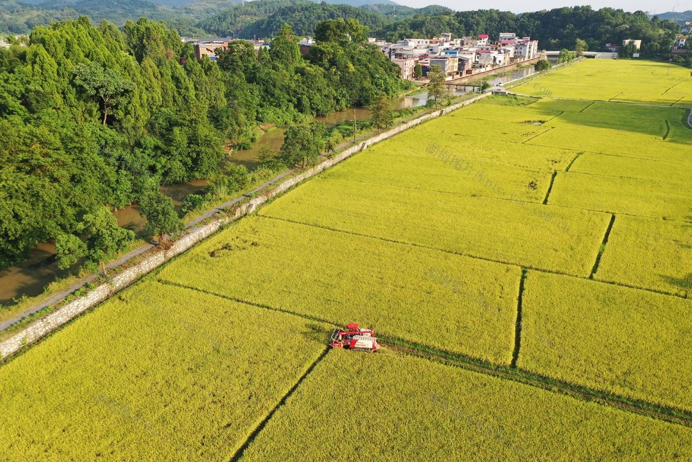 湖南新田：战高温 忙收割