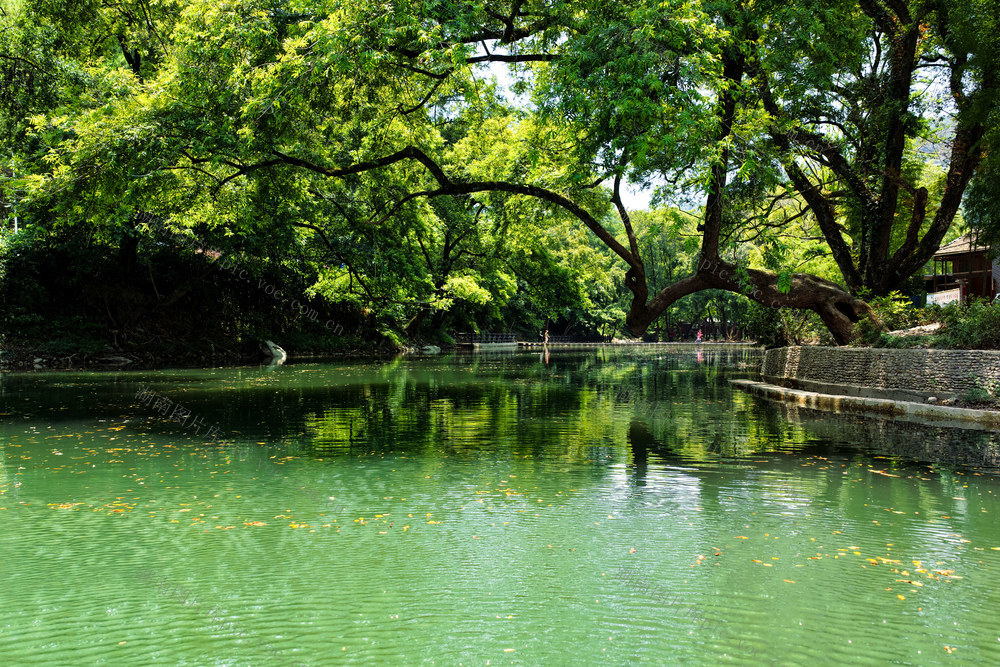 山水 山清水秀 绿意盎然 河 树