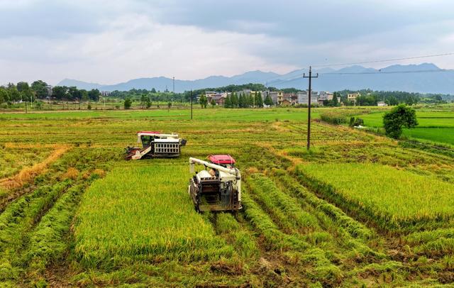 湖南  常宁  农忙  双抢