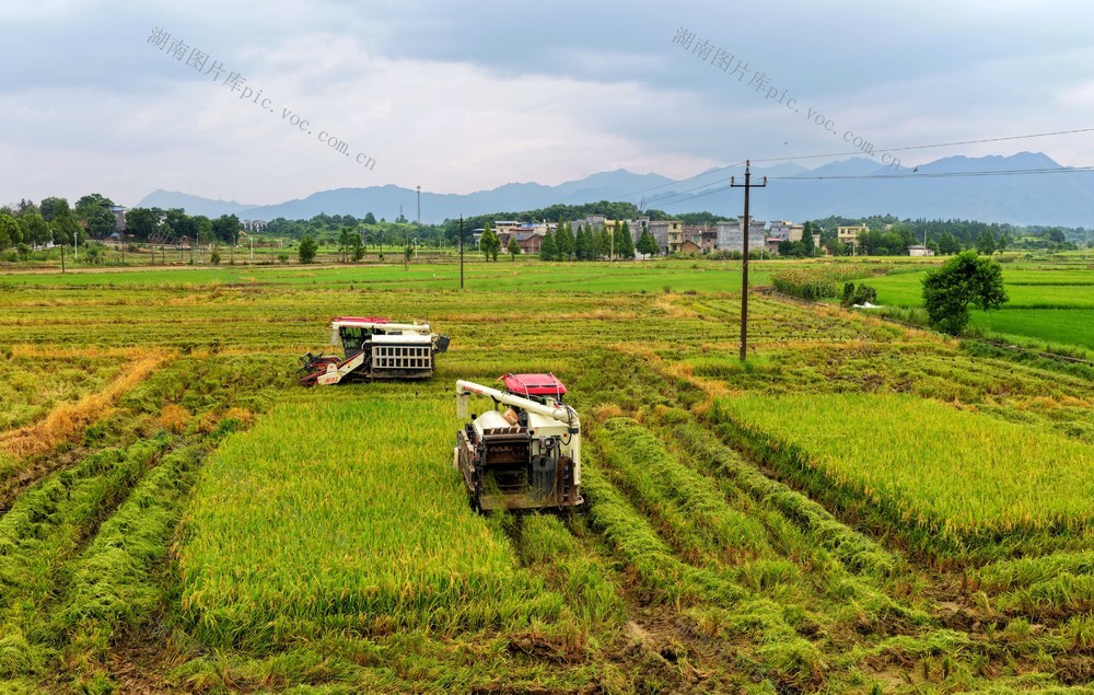 湖南  常宁  农忙  双抢