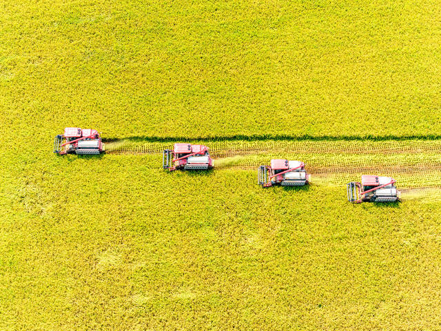 粮食生产  早稻  丰收 收割