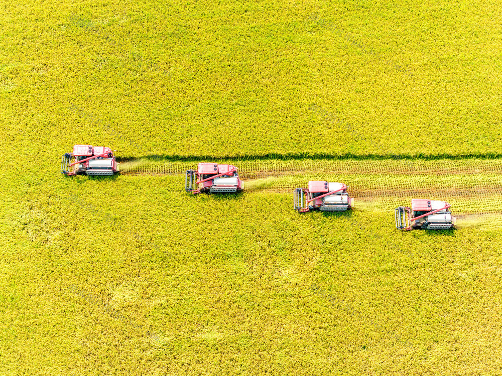 粮食生产  早稻  丰收 收割