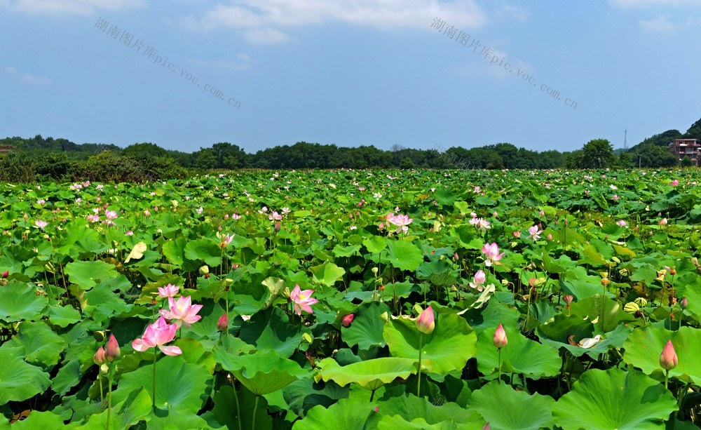 湖南  常宁  荷花  美景