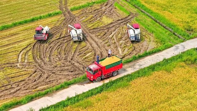 湖南  常宁  早稻  抢收