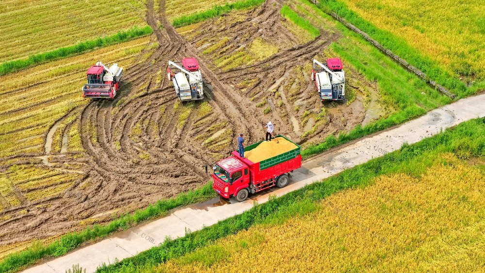 湖南  常宁  早稻  抢收