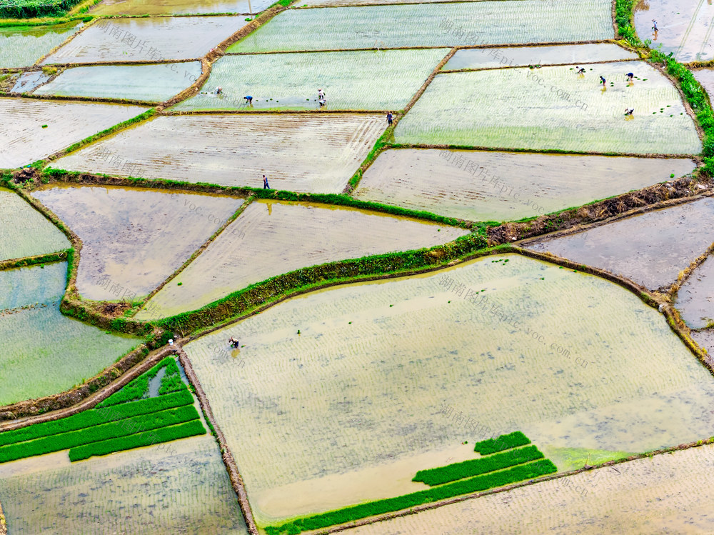 粮食生产  晚稻  