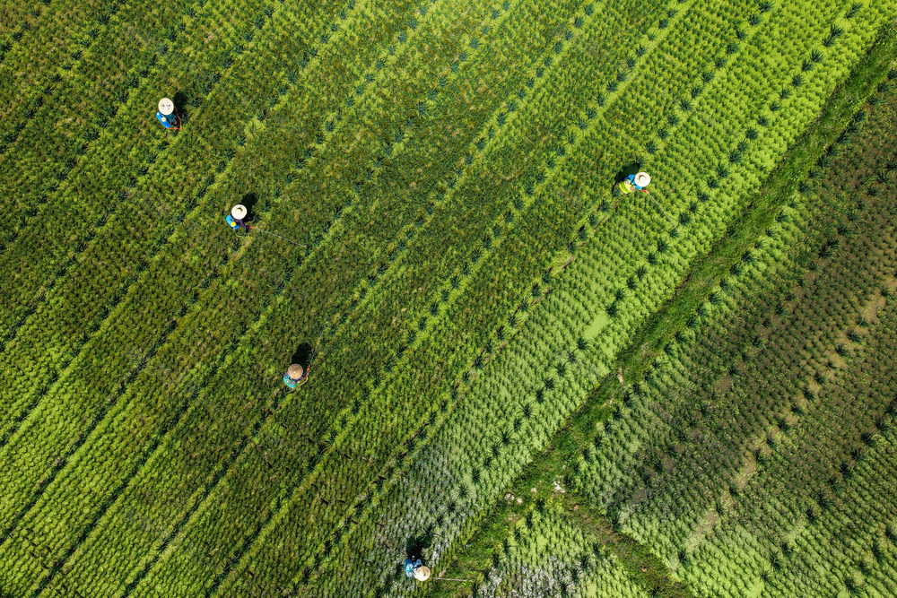 水稻 制种 打药 病虫害 除杂草