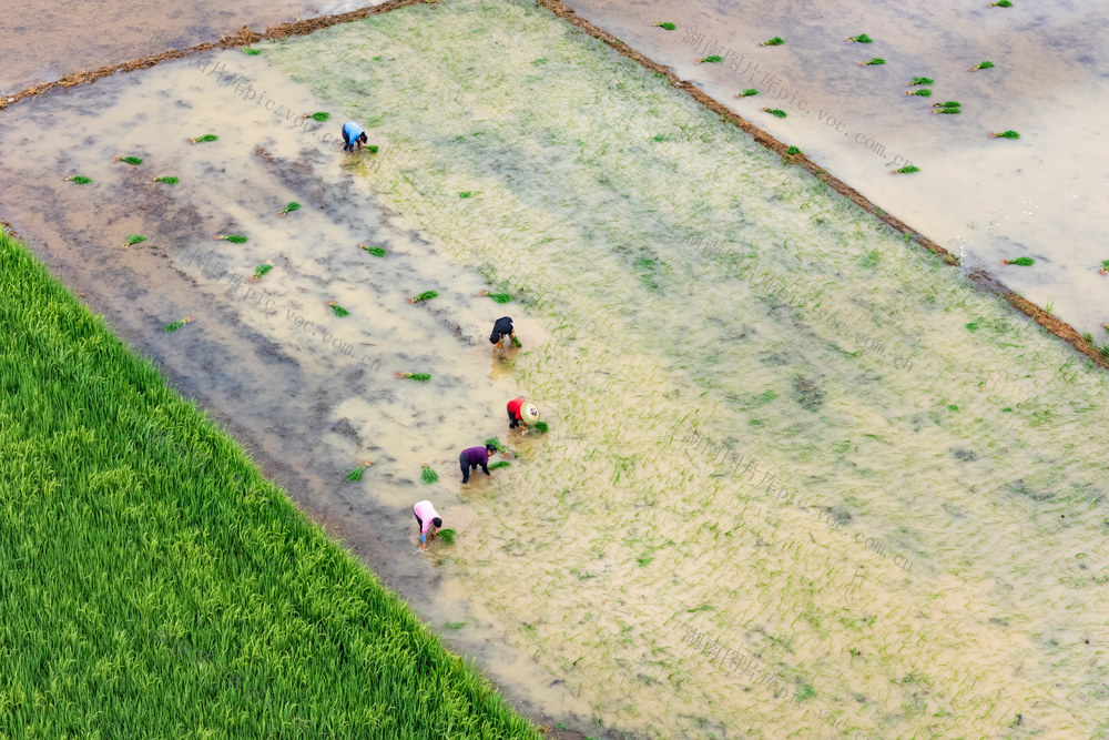 大暑  农业 晚稻 双抢 