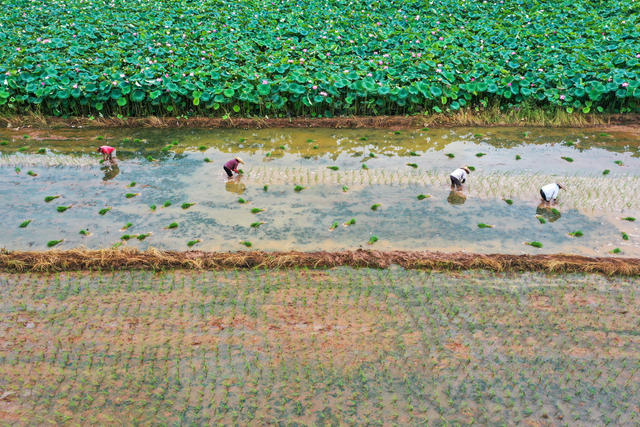 大暑 晚稻 秧苗 栽插忙