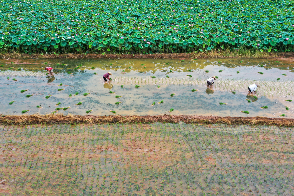 大暑 晚稻 秧苗 栽插忙