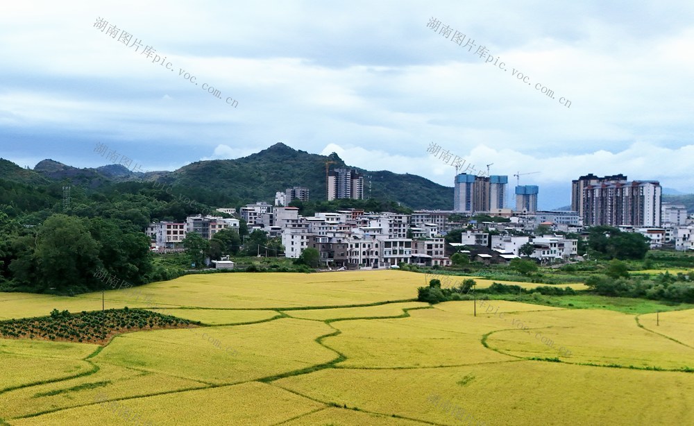 大地铺金 稻谷金黄
