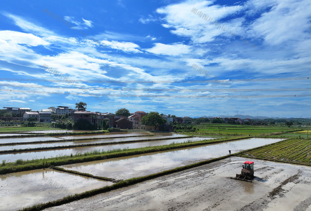 双抢 晚稻 插秧 农时 农事 大暑 将至