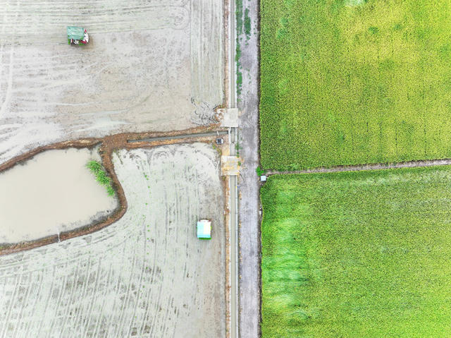 二十四节气  大暑  农事  双抢  晚稻机插