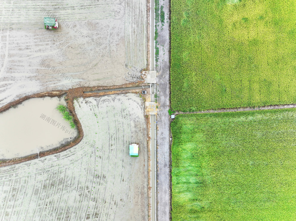 二十四节气  大暑  农事  双抢  晚稻机插