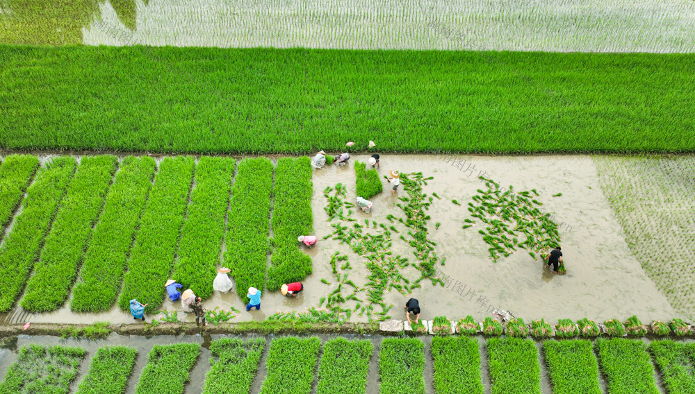 大暑节、双抢、农村、农业