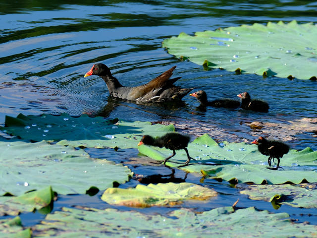 生态修复 ，鸟语花香，西湖公园