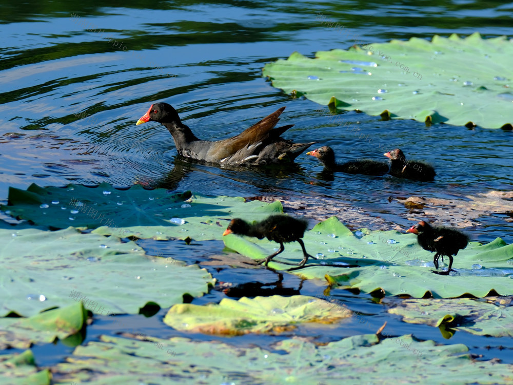 生态修复 ，鸟语花香，西湖公园