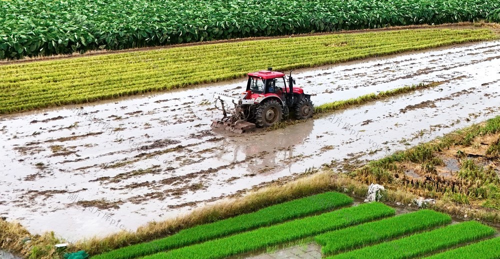  大暑将至农事忙
