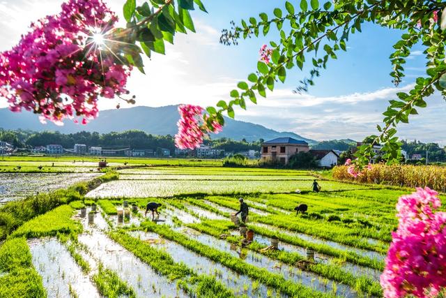 双抢  晚稻  收官  插秧  粮食生产  大暑