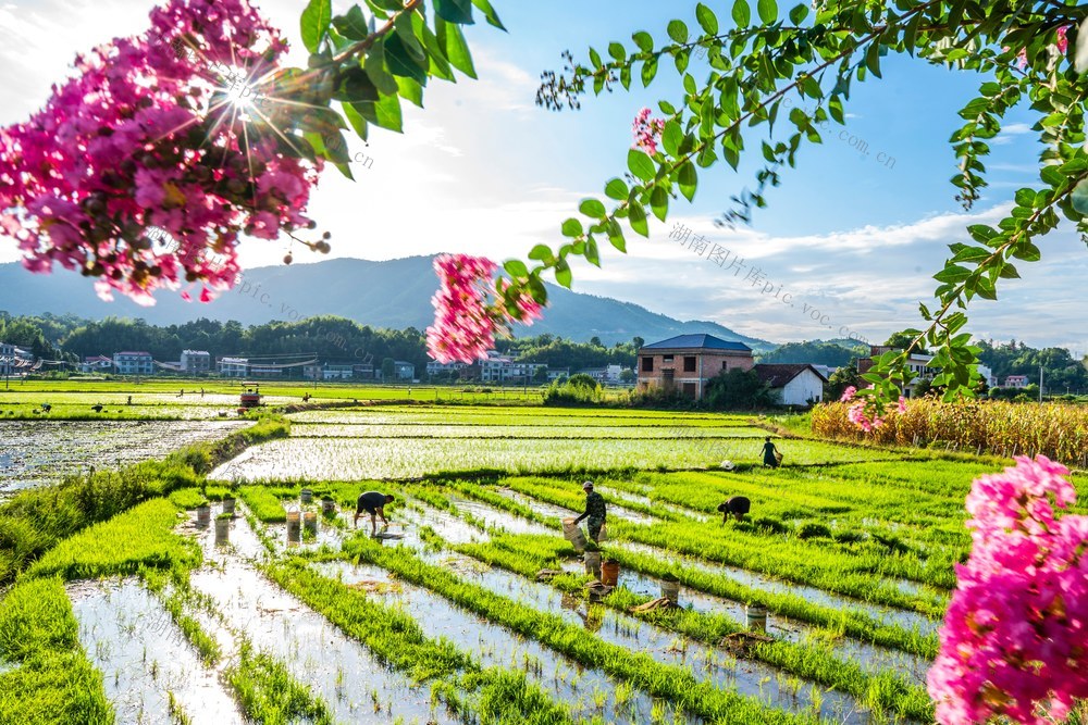 双抢  晚稻  收官  插秧  粮食生产  大暑