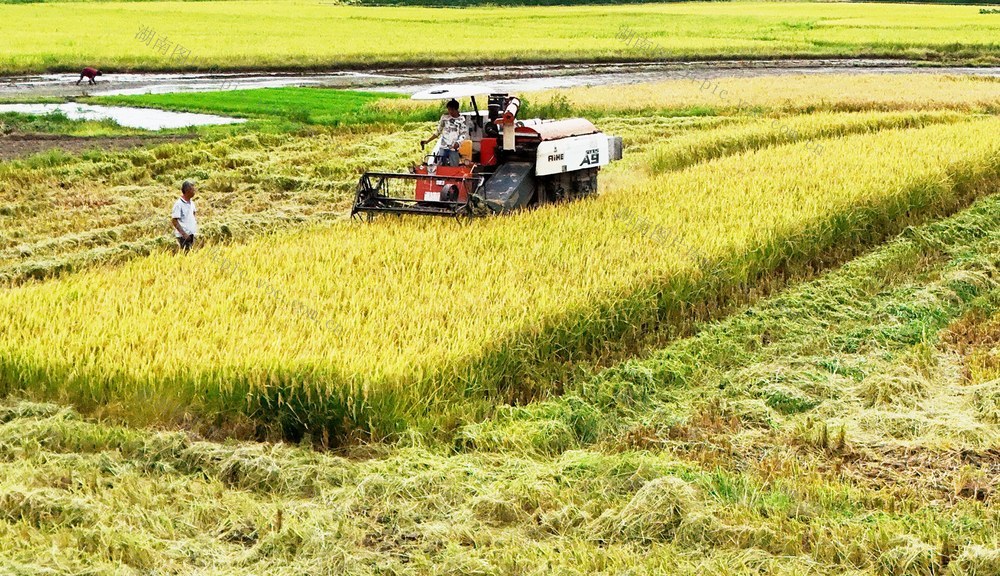 抢收早稻 颗粒归仓