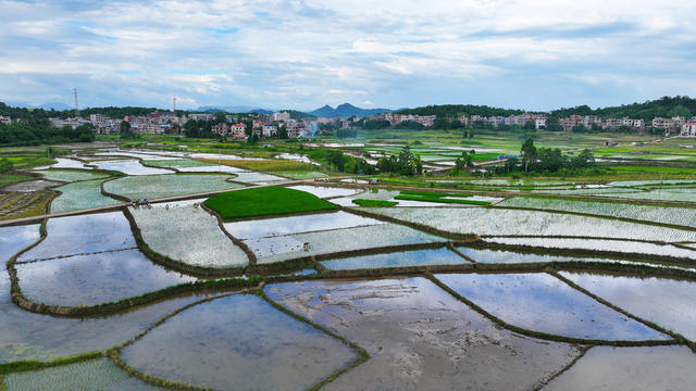 田园  如画  水稻  生态