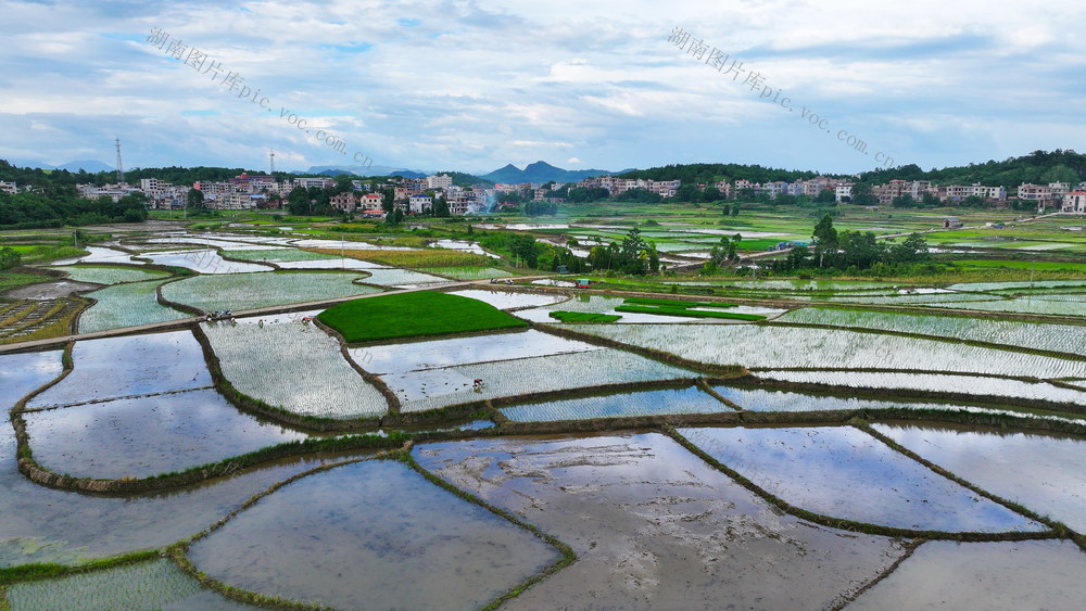 田园  如画  水稻  生态