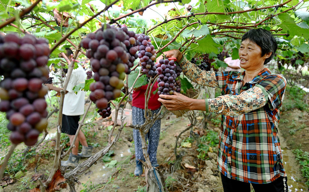 大暑，节气，农事，采摘，果农，葡萄，田间地头，忙碌，劳作，农村，农民  农机 耕田