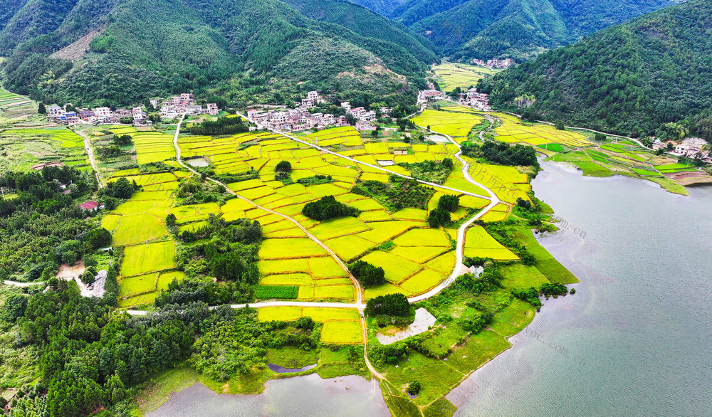 水稻  丰收  乡村  如画