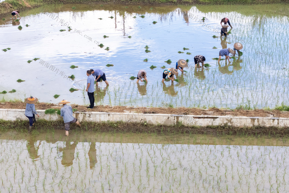 娄底 大暑 晚稻 插秧