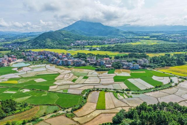 双抢
道县早稻