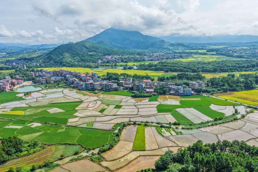 双抢
道县早稻