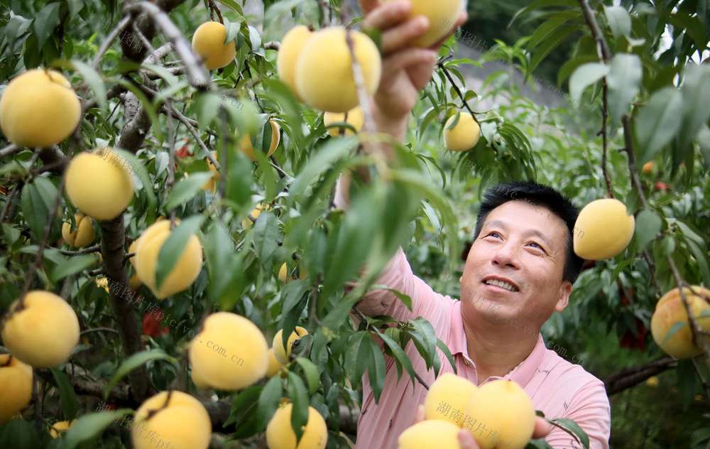 黄桃  分批上市  套袋种植 保障增收  城步